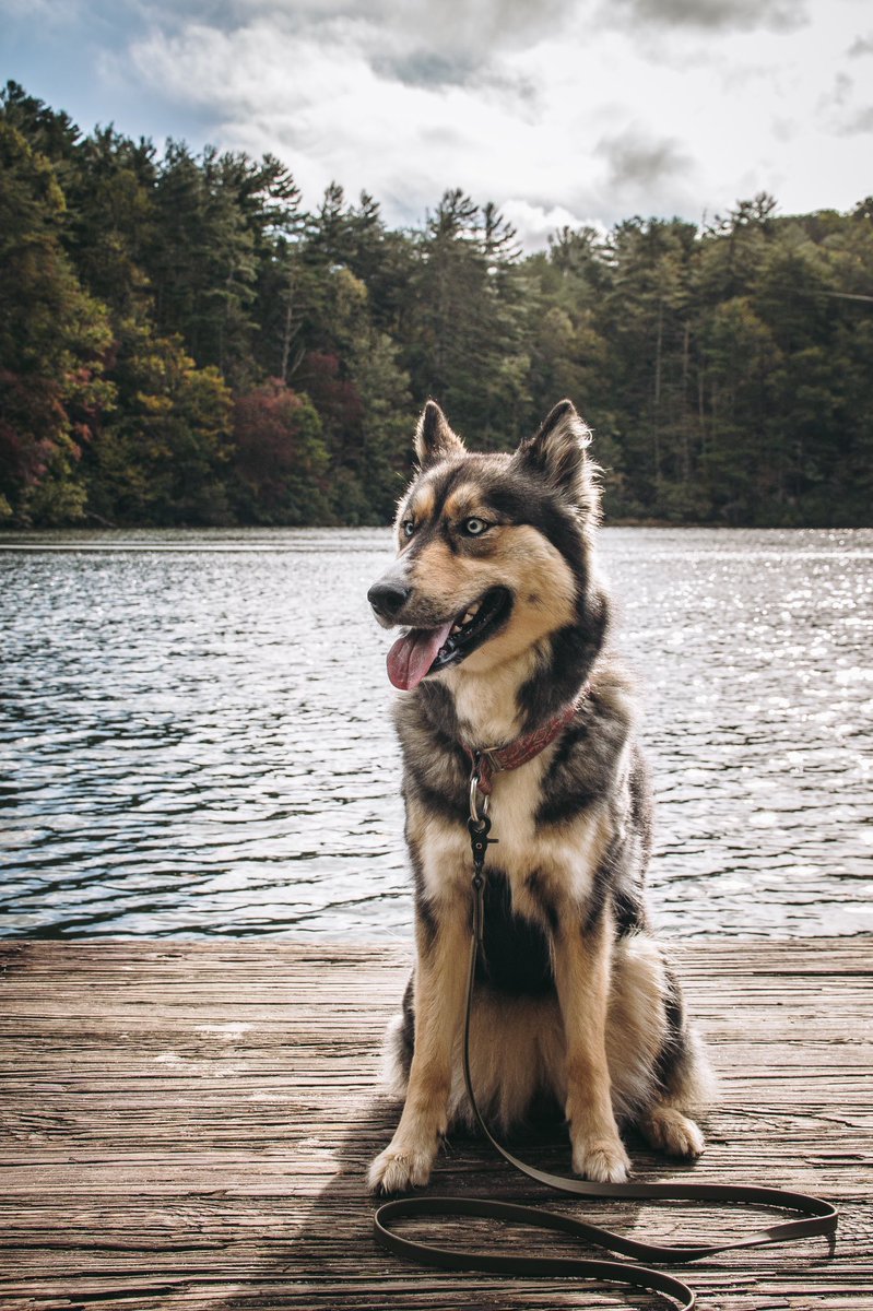 Koda + Bear + Kenai tweet media