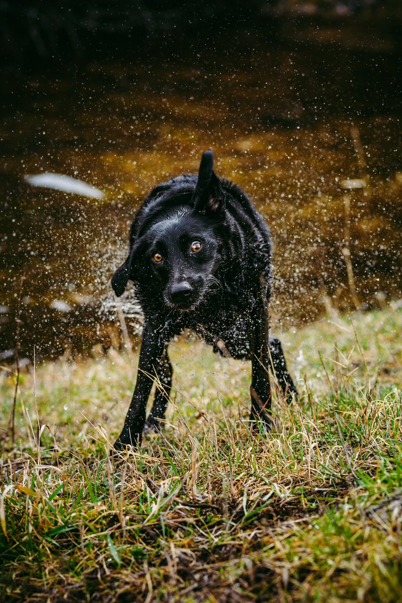 ↤ T Ö V Λ ↦ tweet media