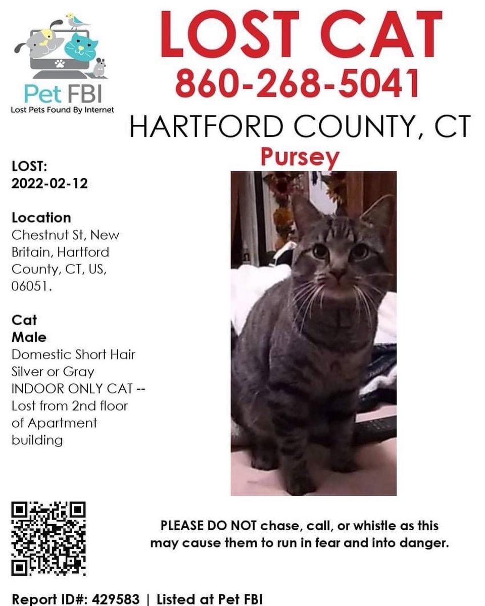 cthumane's tweet photo. Courtesy post 2/28: Pursey went missing Feb. 12 from Chestnut Street in New Britain. He's a silver/gray tabby and an indoor-only cat. If spotted, call 860-268-5041. #LostCat #MissingCat #CTpets https://t.co/xetgsjkvG0