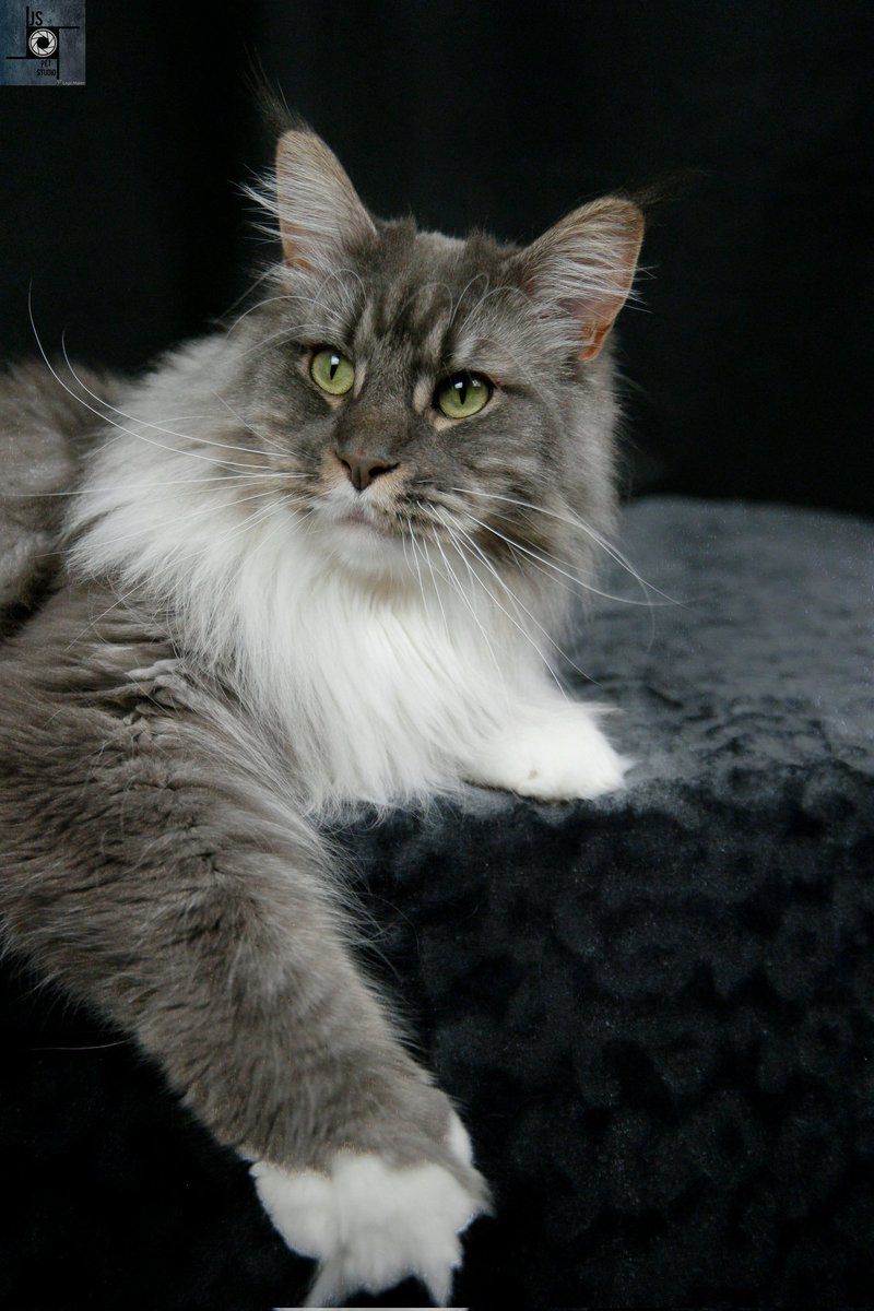 MCTinus 😼 tweet media