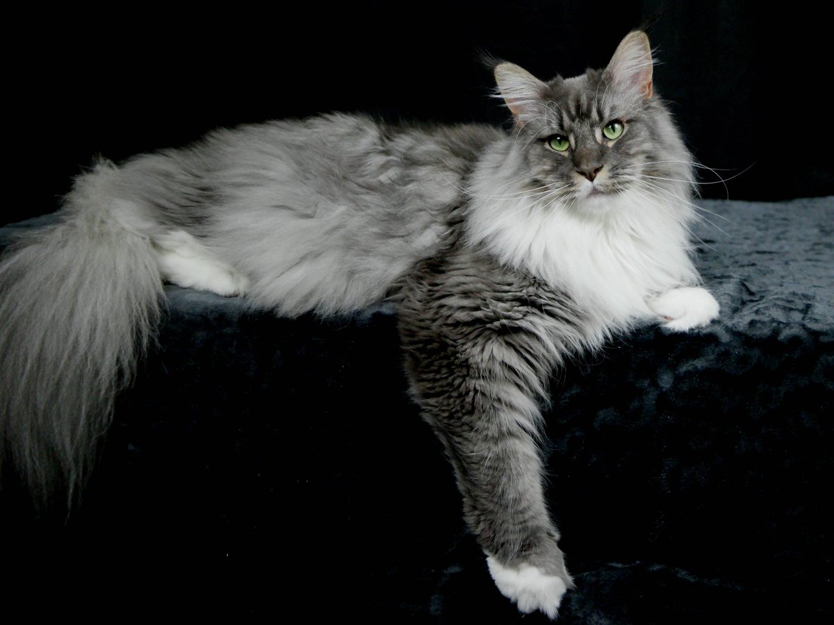 MCTinus 😼 tweet media