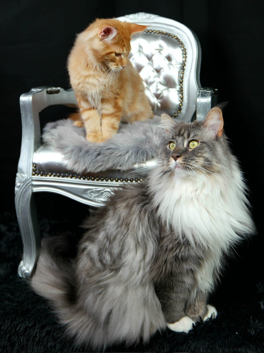 MCTinus 😼 tweet media