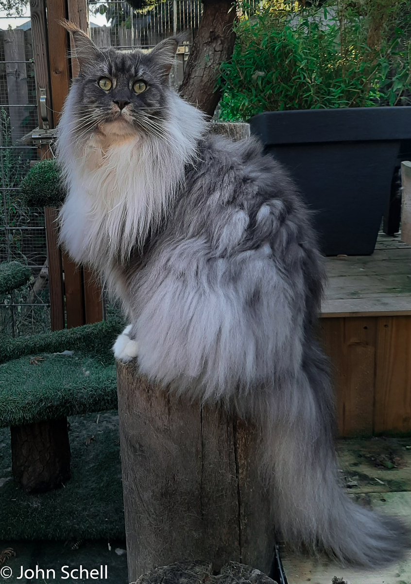 MCTinus 😼 tweet media