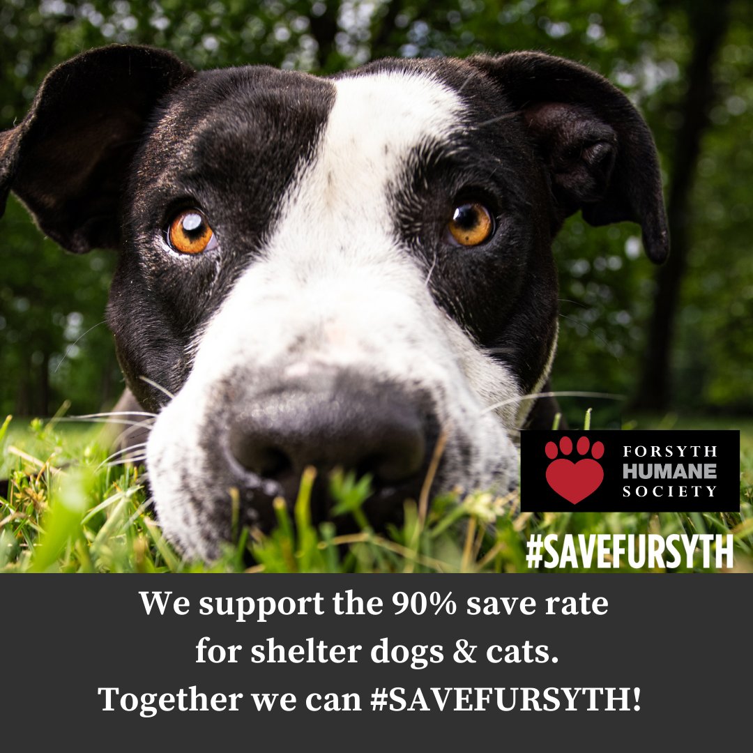 Canine Journal tweet media