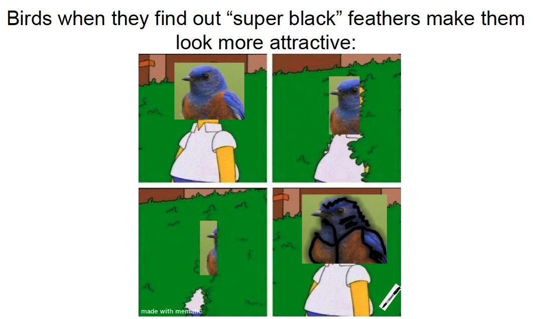 evornithology's tweet photo. 😹 The @sunyoswego Ornithology student memes never disappoint. Highlighting research by @WildlifeMcCoy (sexy super black plumage), @sexinnature (waterfowl sexual conflict), and @branchinalong (chickadee cognition). https://t.co/Y8qa3O4eeU