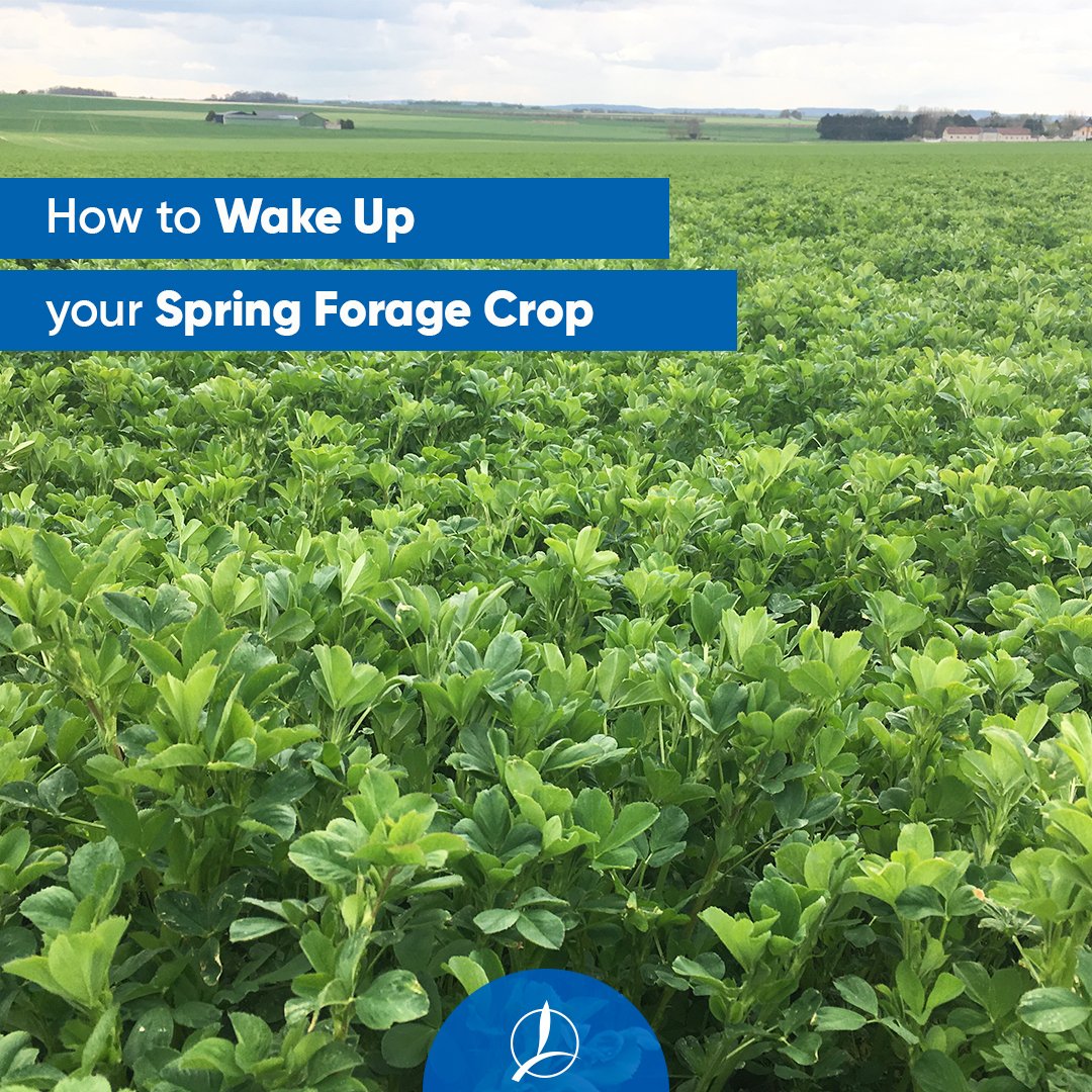 TimacAgroUSA's tweet photo. Feed is one of the largest costs for cattle and dairy farmers, which makes achieving quality forage crops key to having a profitable operation. Forage grass, pastures, and alfalfa need specific nutrients at dormancy break to grow and develop well: N, P, Ca, S are the main ones. https://t.co/XbMZuZezd4