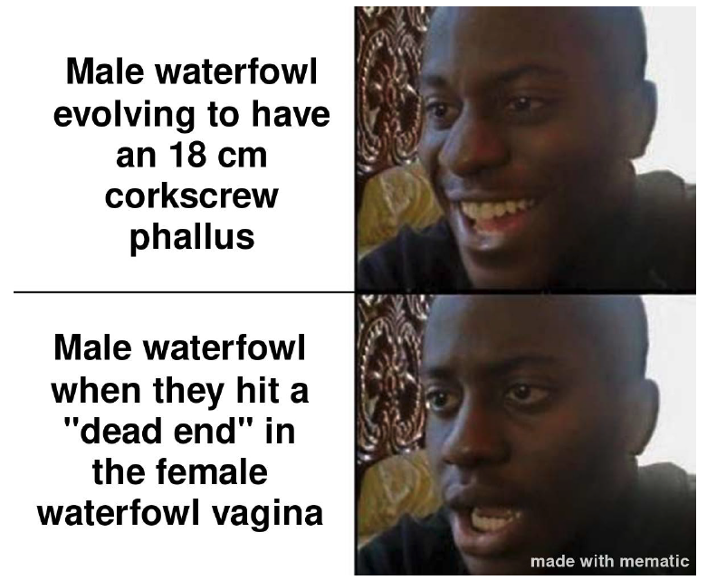 evornithology's tweet photo. 😹 The @sunyoswego Ornithology student memes never disappoint. Highlighting research by @WildlifeMcCoy (sexy super black plumage), @sexinnature (waterfowl sexual conflict), and @branchinalong (chickadee cognition). https://t.co/Y8qa3O4eeU