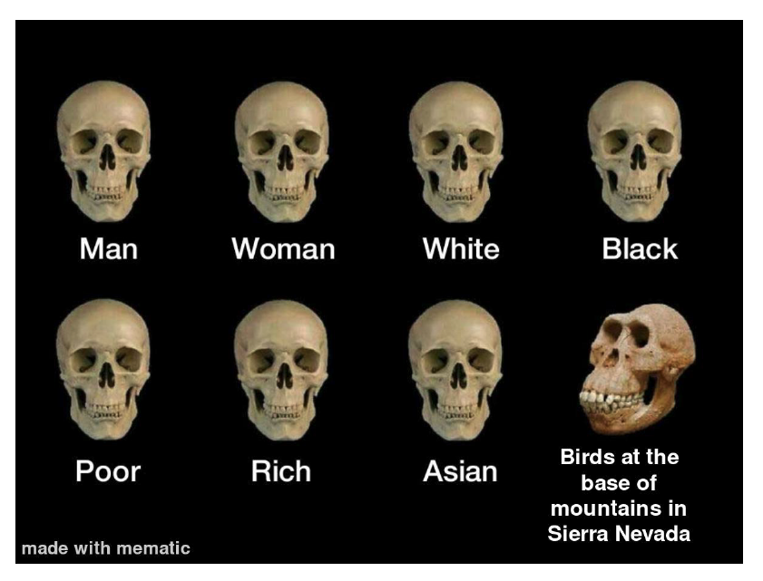 evornithology's tweet photo. 😹 The @sunyoswego Ornithology student memes never disappoint. Highlighting research by @WildlifeMcCoy (sexy super black plumage), @sexinnature (waterfowl sexual conflict), and @branchinalong (chickadee cognition). https://t.co/Y8qa3O4eeU