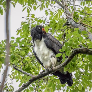 FSCUK's tweet photo. The latest issue of Forest Matters newsletter is out now. Including the FSC Global Client Survey 2022, A King Vulture in the Mexican Yucatán, case study from Sinclairs @Silvine_UK  – plus events &amp; FSC updates.
📰: https://t.co/DjNwb51sPU
#forestmatters https://t.co/Jx0SmC0inC