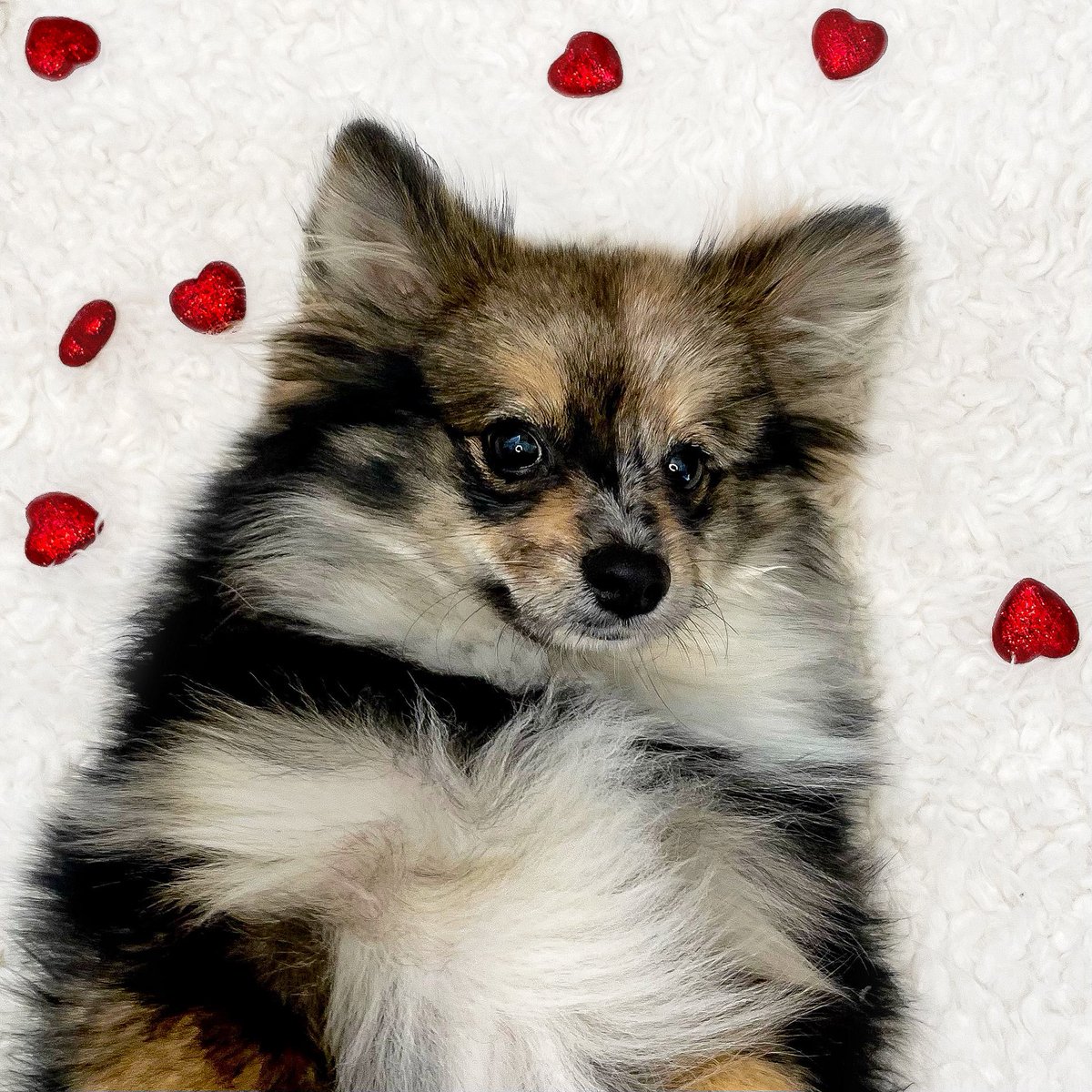 LittleManKoda's tweet photo. Where are my fellow small breed pups!?
#smallbreed #dogsoftwitter #twitterdogcommunity #pomeranian https://t.co/IoEXyKlC1W