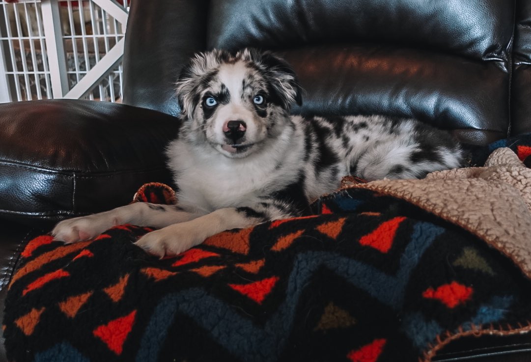 who else isn’t a fan of mondays…

#australianshepherd #DogLover #DogsofTwittter #WoofNotTweet #DogTwitter #mondaythoughts