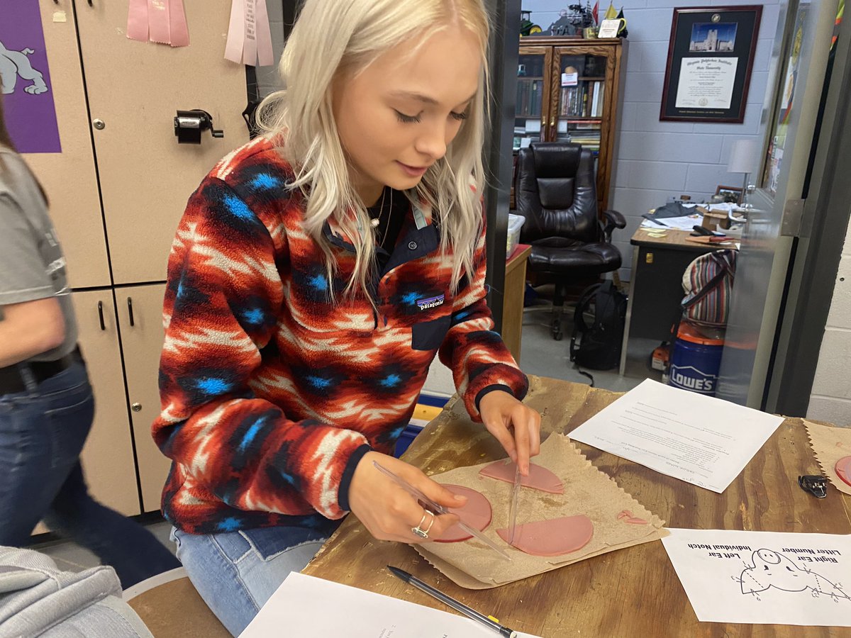 Intro to Animal Systems class explorer ear notching on swine which is a bunch of baloney!!!!