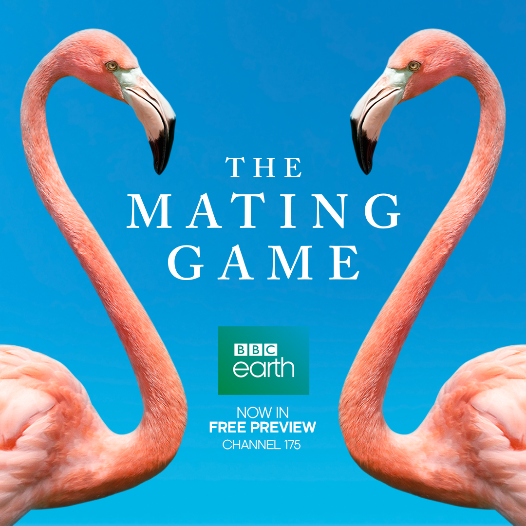 Execulink's tweet photo. Three new #FreePreviews are starting today!
βοΈ@TEonTV
βοΈ@cottagelife
βοΈ@BBCEarthCanada
See all free previews currently available on our website: https://t.co/ZOodqyQWwK https://t.co/hghXd4ZXKf