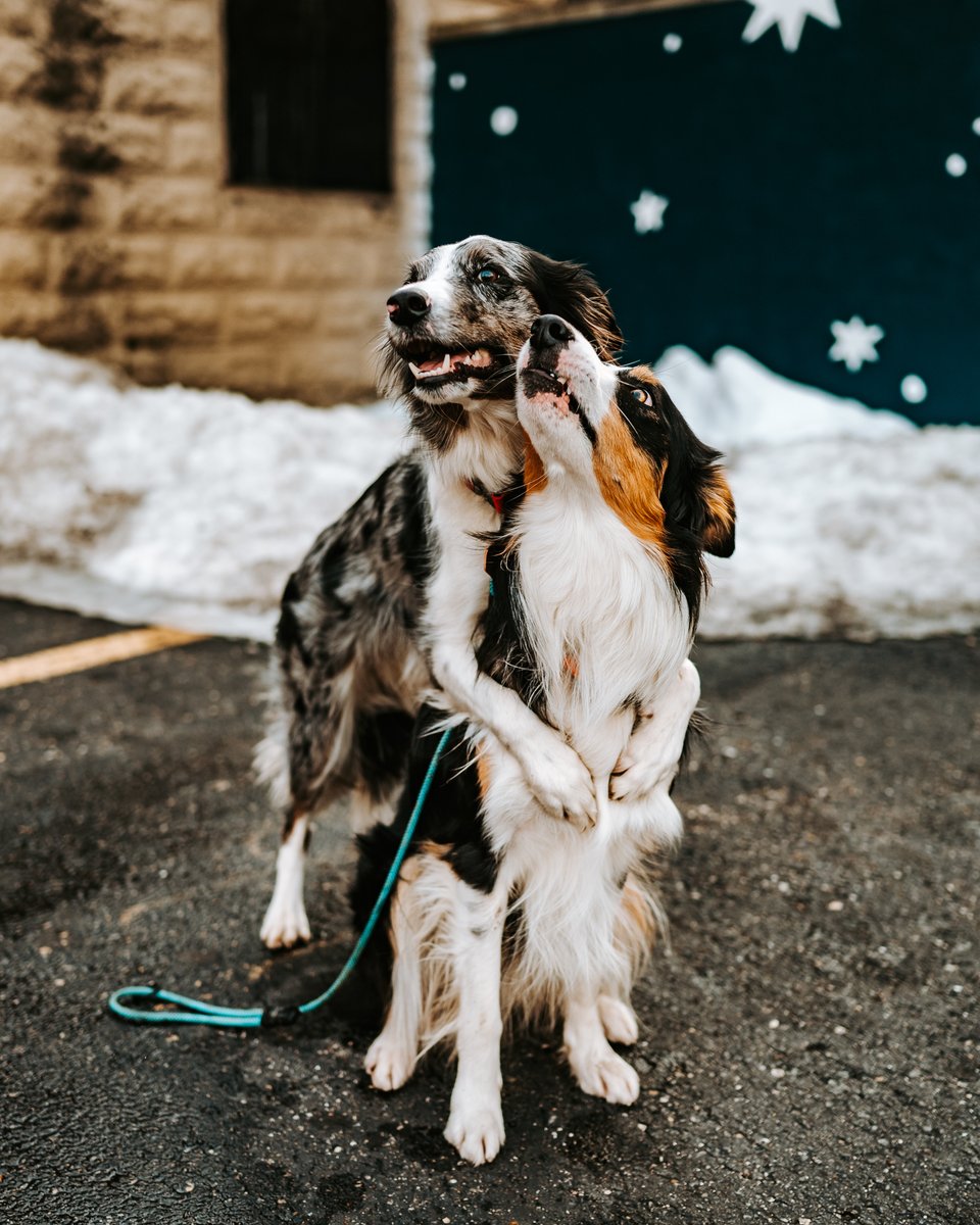 Rocket, Rogue & Kati tweet media