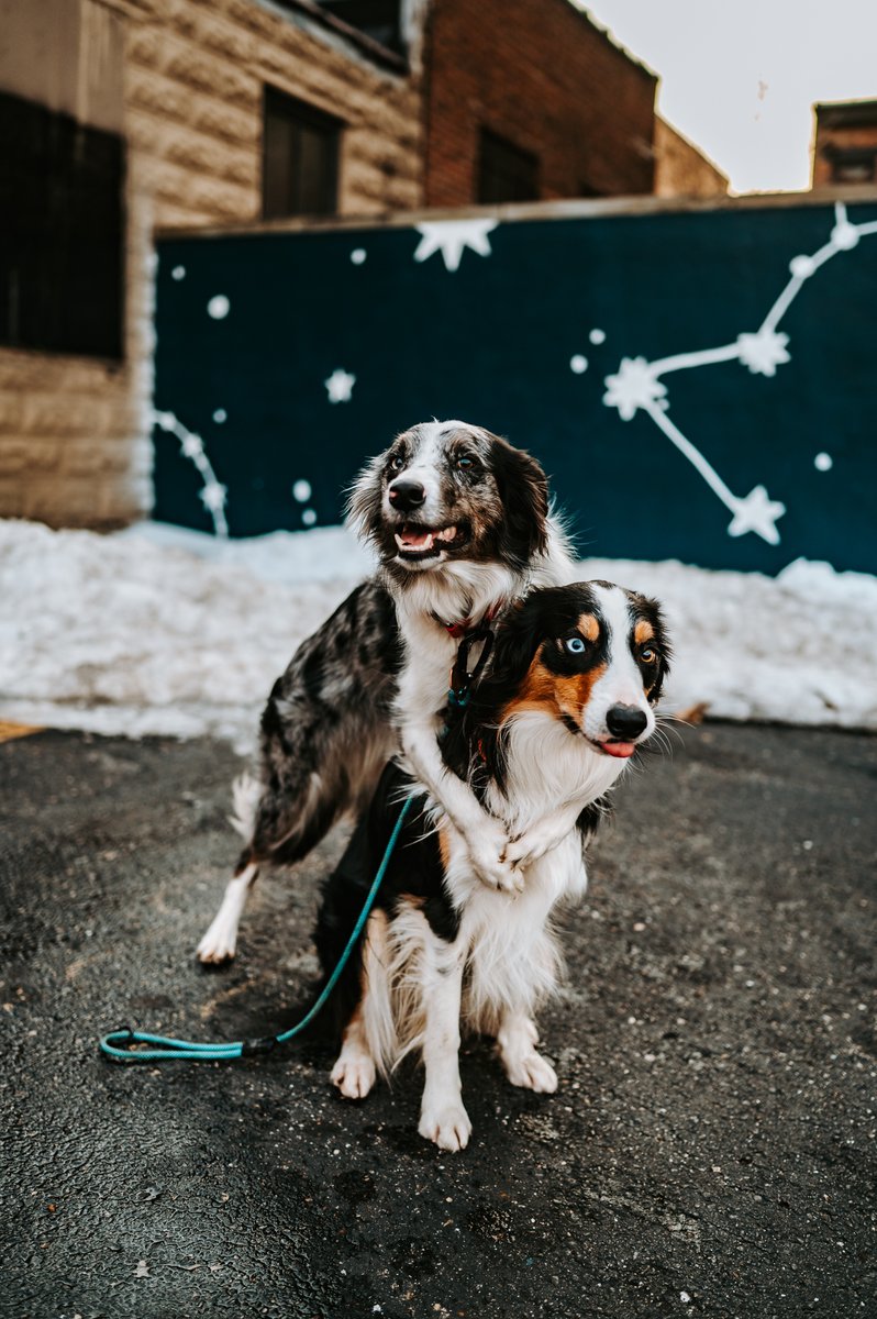 Rocket, Rogue & Kati tweet media