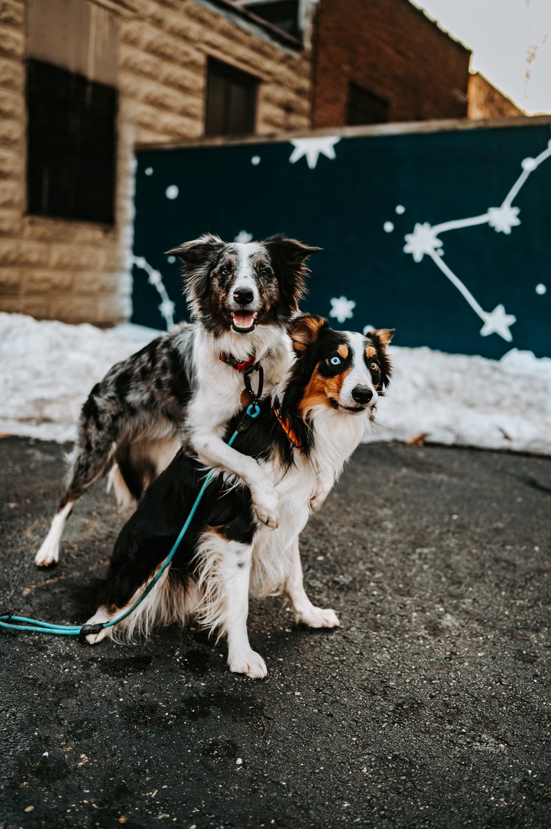 Rocket, Rogue & Kati tweet media