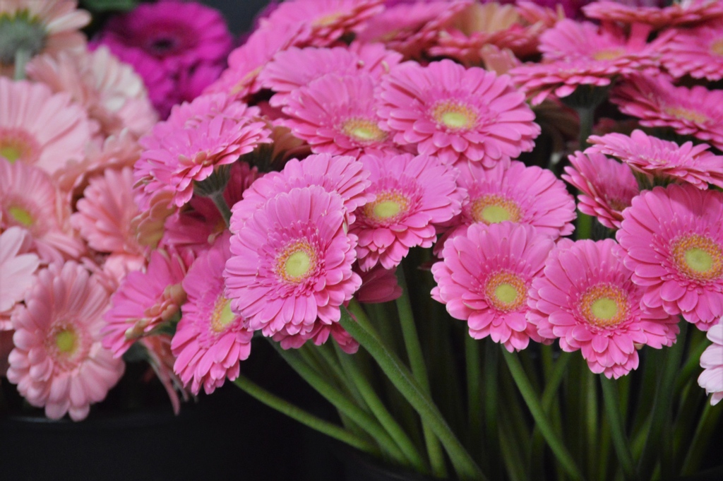 TheFrugalFlower's tweet photo. Heading into March means we are closer to Spring! https://t.co/mxIS0C0eY0