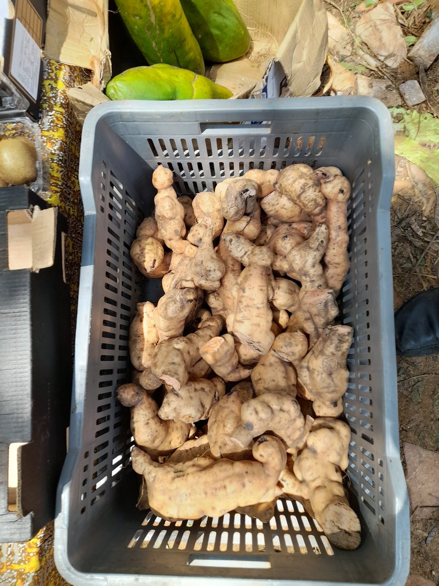 zingayaffefood's tweet photo. Yellow sweet potatoes available #fresh from the Garden  @niphie22 @Gombehighkawaal @hipipo https://t.co/0AUKEFz0jN