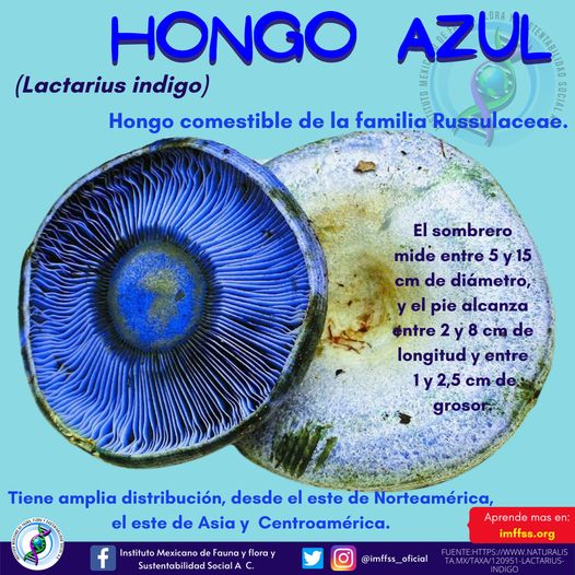 imffss_oficial's tweet photo. Es impresionante el color que tiene.¿Lo han probado? 😋😋😋
✔️🤓Aprende más en: https://t.co/O1a7SN8Ezh🌻👍
#hongos #hongoazul #alimentos #México https://t.co/TLqeqkMt0w