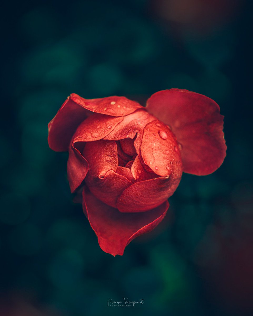 Freshness ❤️

#MacroHour #BeautyNature___ #TwitterNatureCommunity #MacroRetweetTuesday #MomentMonday