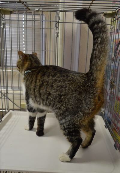 福山市動物愛護センター Twitter Search Twitter