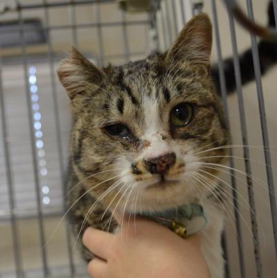 福山市動物愛護センター Twitter Search Twitter