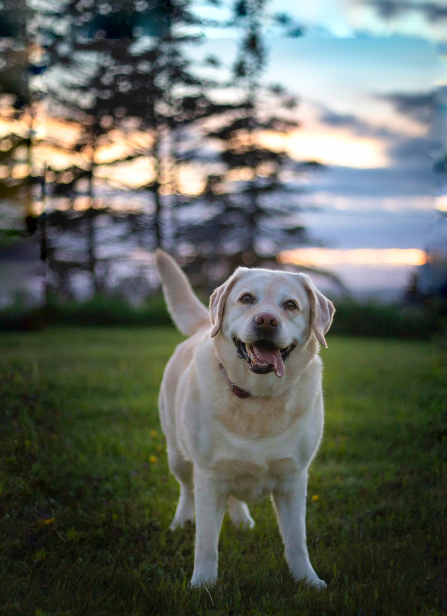 Anyone else missing green grass and purple skies? 💜 

#dogsoftwitter #dogtwittercommunity #DogsofTwittter #Labrador #novascotia