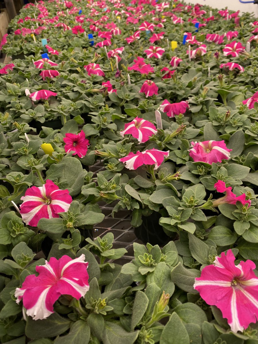 NEA_Research15's tweet photo. The ornamental trial is in bloom… a refreshing sight to see as February draws to an end. https://t.co/YCV8cGK2Q6