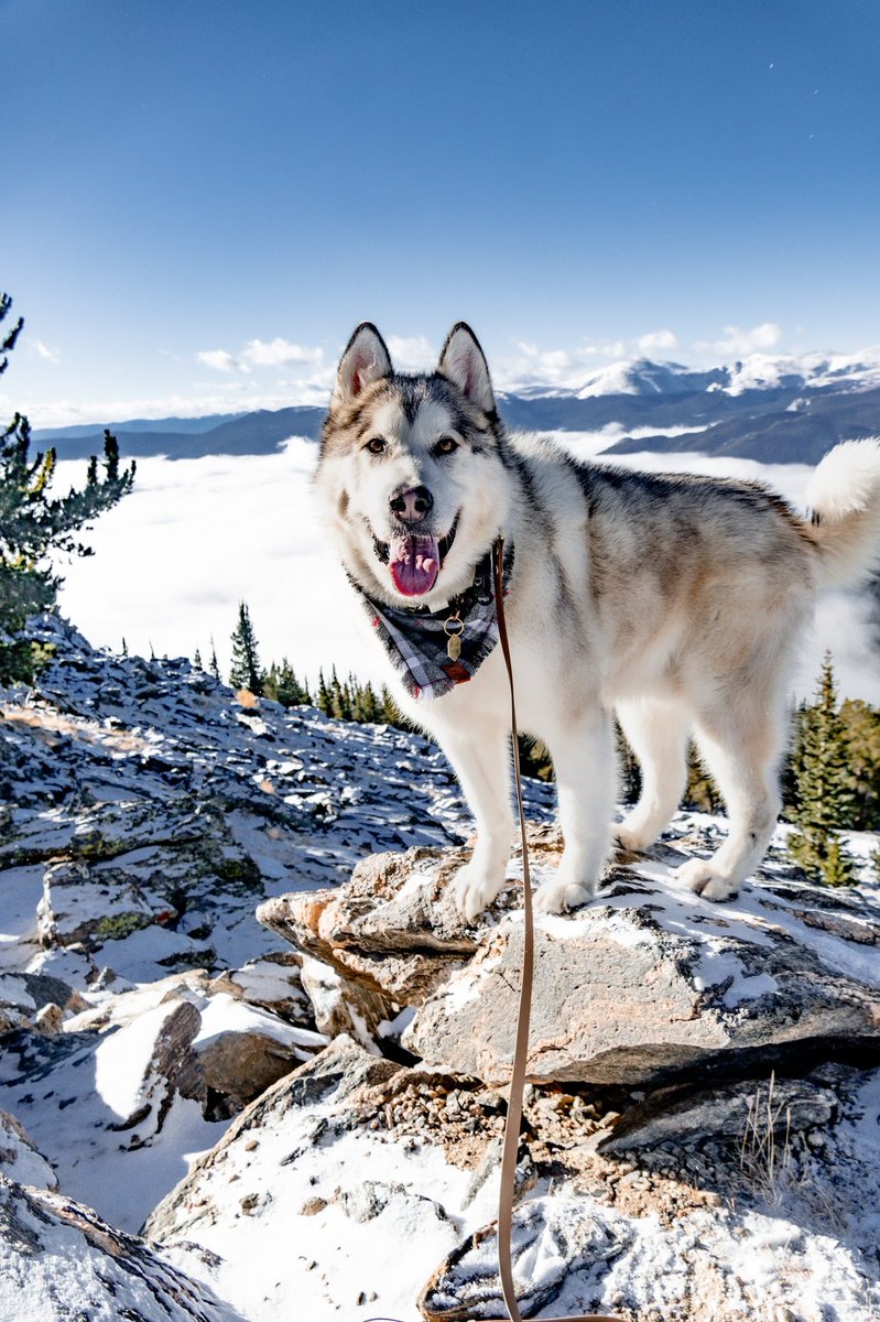 Happy Monday!

I’m going to introduce one pup at a time on here in case you’re new!

This is Sully, our Alaskan Malamute. He is 5yrs old and is such a character! He is our reactive pup but is the sweetest, fluff ball of sass! #dogs #dogsoftwitter #twitterdogcommunity