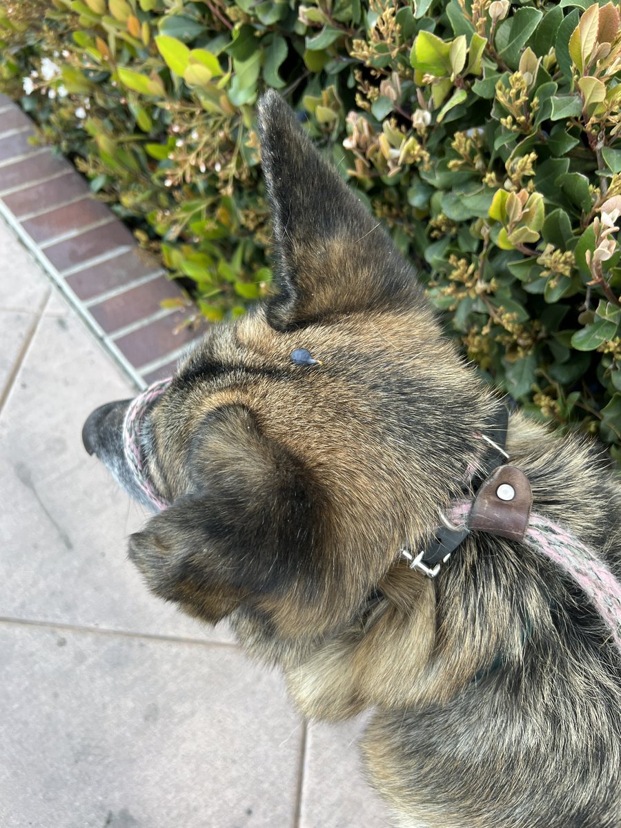 dogfather's tweet photo. Doug walked through a blueberry bush this morning and emerged with one perfectly on his noggin. he is the blueberry king. long may he reign https://t.co/5DRWpp1NaA