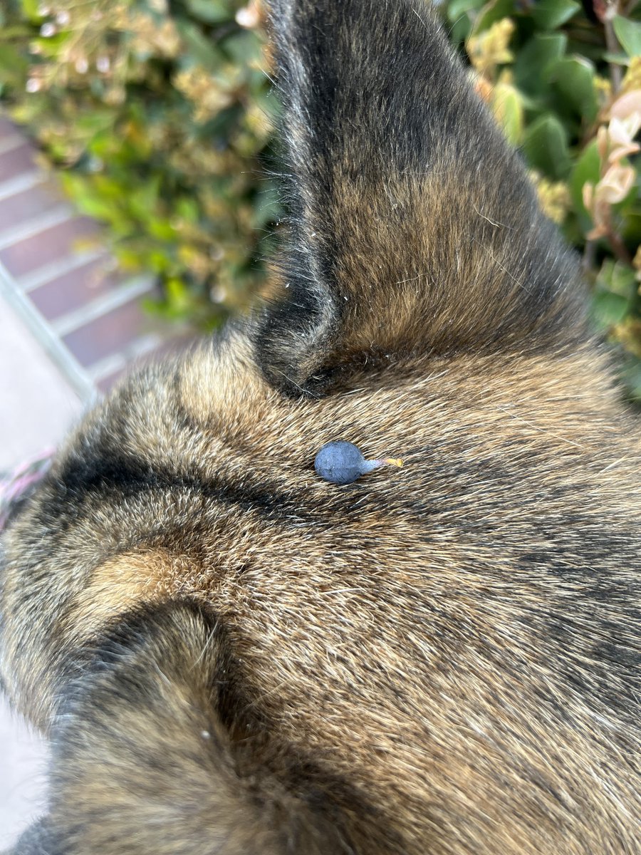 dogfather's tweet photo. Doug walked through a blueberry bush this morning and emerged with one perfectly on his noggin. he is the blueberry king. long may he reign https://t.co/5DRWpp1NaA