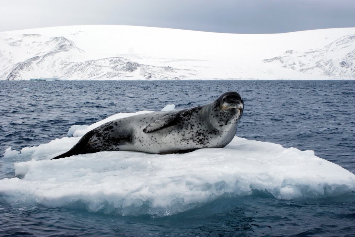 Jucac1990's tweet photo. hello #NFTCommunity ! check out my #NFTCollection  of #nftphotography  in Antarctica by Opensea! enjoy, it only costs 0.005 Eth.
#NFT #nftart #nftcollector 

https://t.co/lNecKWFOco https://t.co/JbnQle9vVE