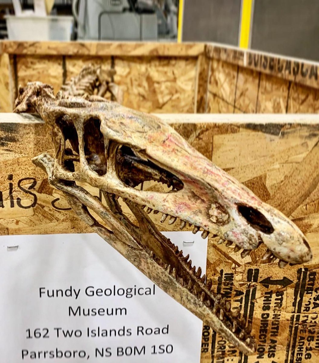 ResearchCasting's tweet photo. Last week our #SkeletonCrew packed up our #Coelophysis friend who is headed out to @FundyGeoMuseum to go on display! Safe travels to this one! 🚛👋🏼
#Dinosaur #Dino #DinoSkeleton #DinosaurSkeleton #coelophysid #theropod #triassic #triassicperiod https://t.co/ocbCzMEee4