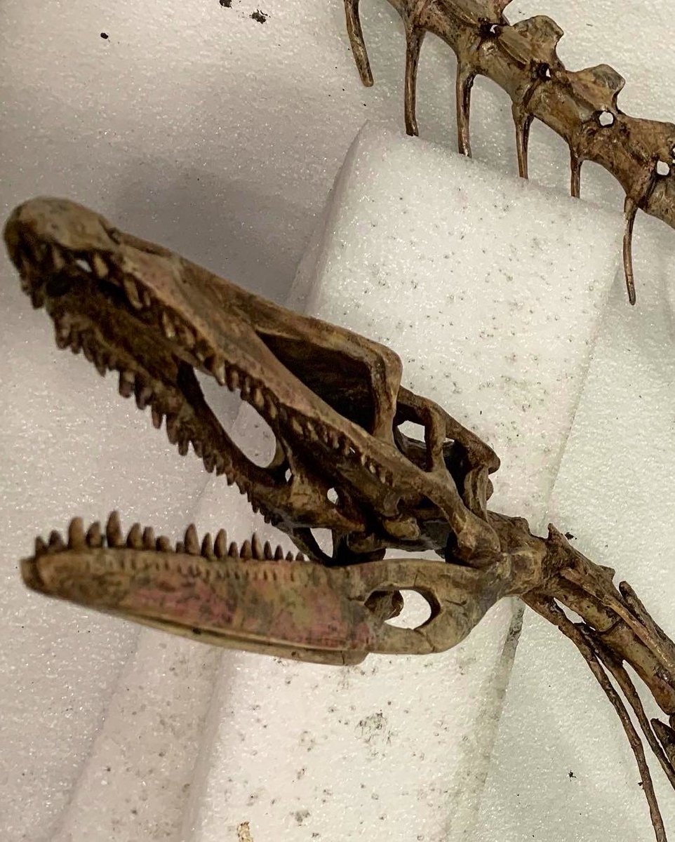 ResearchCasting's tweet photo. Last week our #SkeletonCrew packed up our #Coelophysis friend who is headed out to @FundyGeoMuseum to go on display! Safe travels to this one! 🚛👋🏼
#Dinosaur #Dino #DinoSkeleton #DinosaurSkeleton #coelophysid #theropod #triassic #triassicperiod https://t.co/ocbCzMEee4