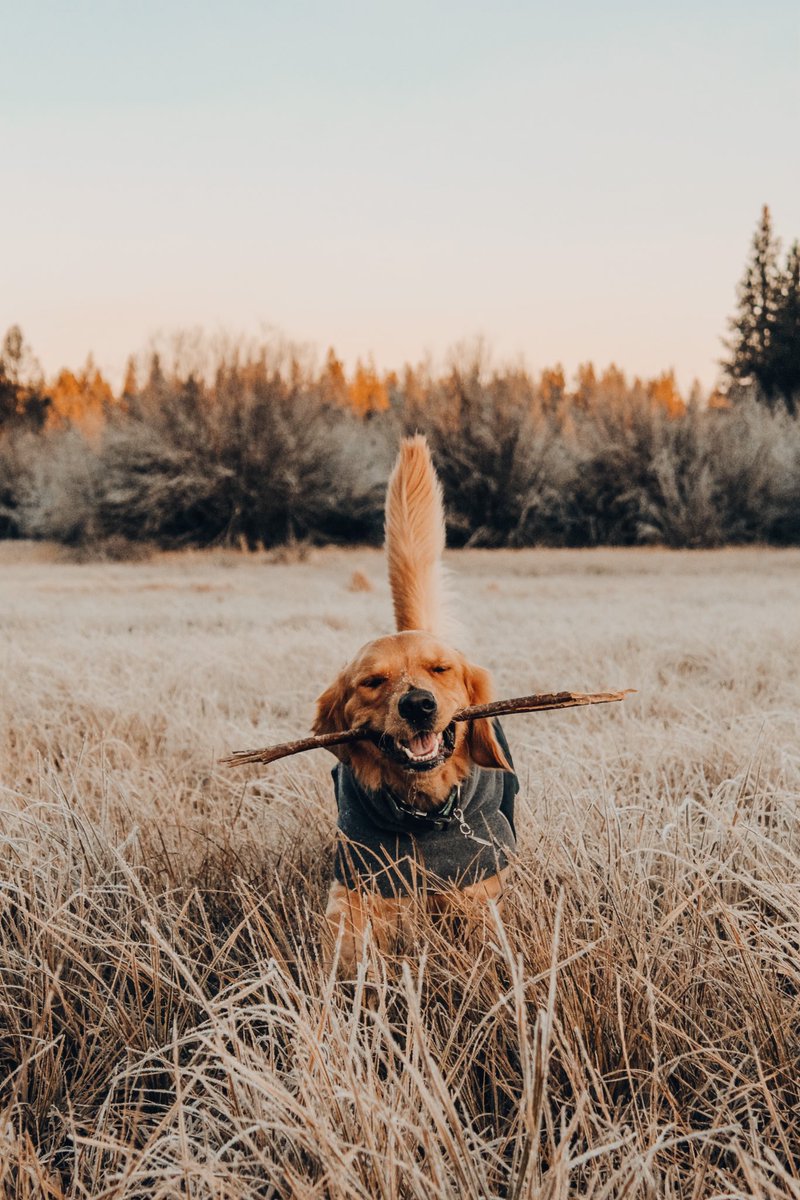 When it’s Monday morning and the #twitterdogcommunity is still going STRONG! 🤩

#dogsoftwitter
