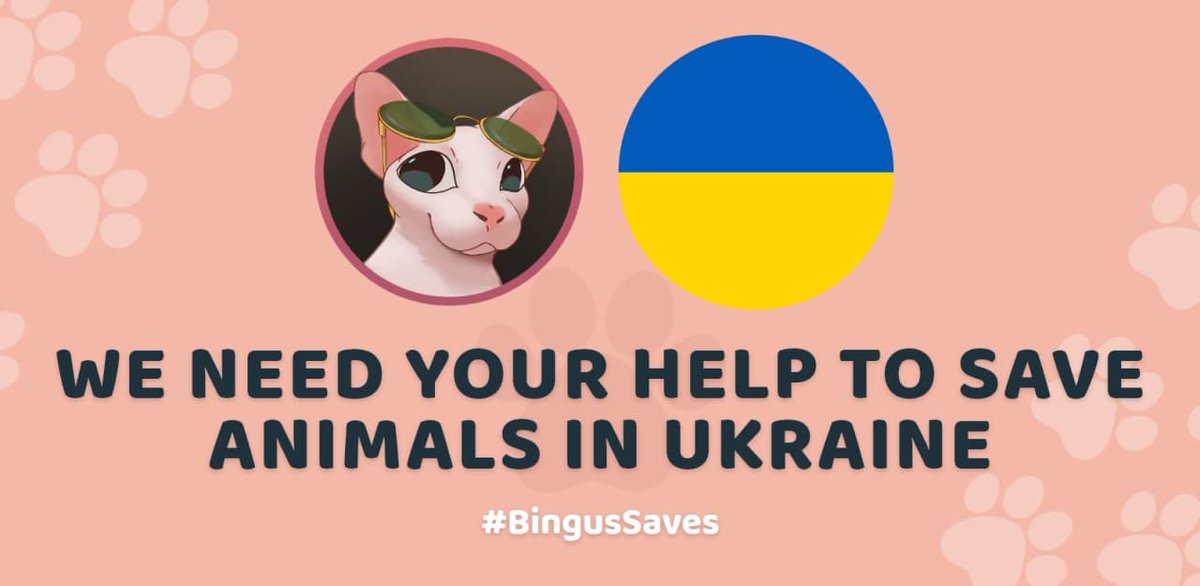 Bingus Network tweet media