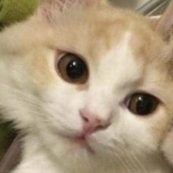 thinking about jungwon 💭 tweet media