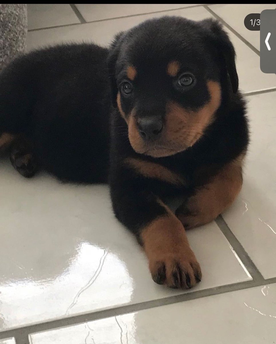 aadrianGonz's tweet photo. Gracias por ser mi mejor amigo, te extrañare por siempre. Zeus, jabitooo y cabezon https://t.co/UkwIYzAIhd