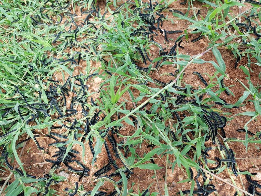 African #armyworm experiencing a resurgence in Tanzania |Armyworm Network| : armyworm.org/african-armywo… <a href="/LancsUniLEC/">Lancaster Environment Centre</a> <a href="/FAOAfrica/">FAO in Africa</a> <a href="/FAO/">Food and Agriculture Organization</a> #FoodSecurity #CropProtection <a href="/allanhruska/">Allan Hruska</a> <a href="/GCRF/">Global Challenges Research Fund (GCRF)</a>