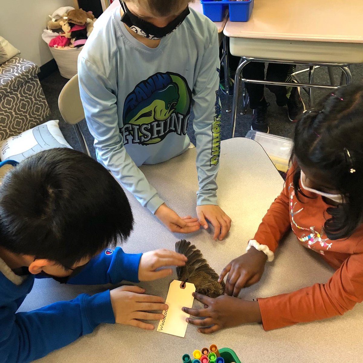 3rdGradewithMsG's tweet photo. We had another awesome visit with #ProjectEXPLORE today! Ms. Brown taught us more about bird adaptations and the  #403Kids even got to handle some specimens. 🦢🦃🦅🦉🦆 @Team_eBird #juniororinthologists #citizenscience @DDEDolphins https://t.co/ExtG2smXCi