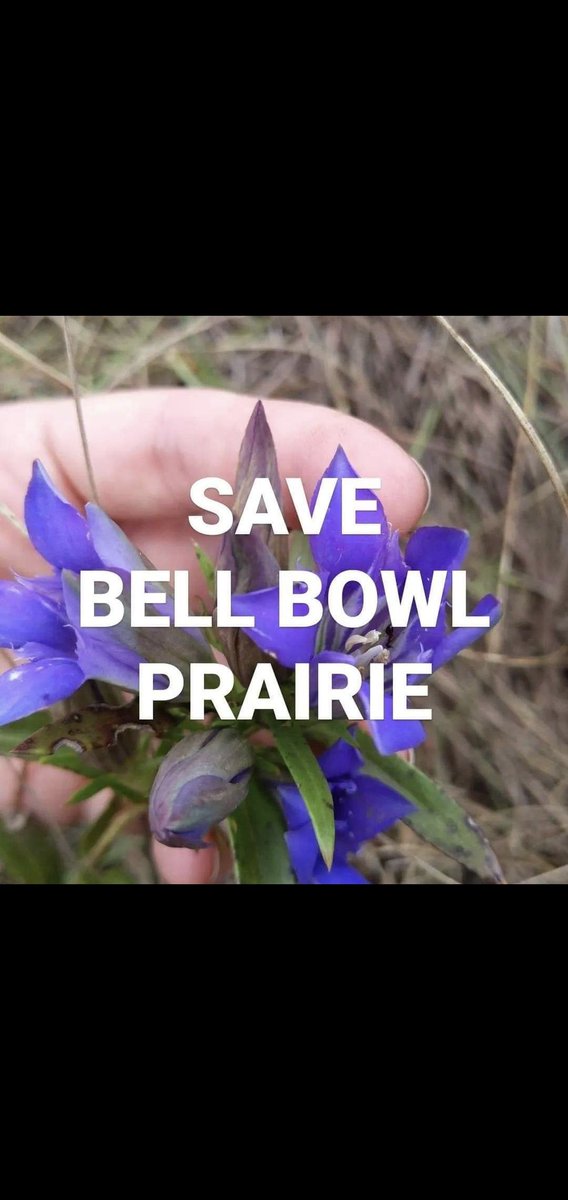 <a href="/JBPritzker/">JB Pritzker</a> Less than .01% of Illinois original prairie remains. Mike Dunn of @FlyRFD wants to destroy one of the last remaining prairies in the state on Tues. Mar. 1st! Act to protect the unique and historic Bell Bowl Prairie! #SaveBellBowlPrairie <a href="/BellBowlPrairie/">#SaveBellBowlPrairie</a> <a href="/SenDuckworth/">Tammy Duckworth</a>