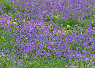 laurelworlds's tweet photo. The simplest flower in a field can possess more beauty than an entire art museum. Stop and take a look at the wonders all around you.
#commonviolets https://t.co/b86qQ49jtu