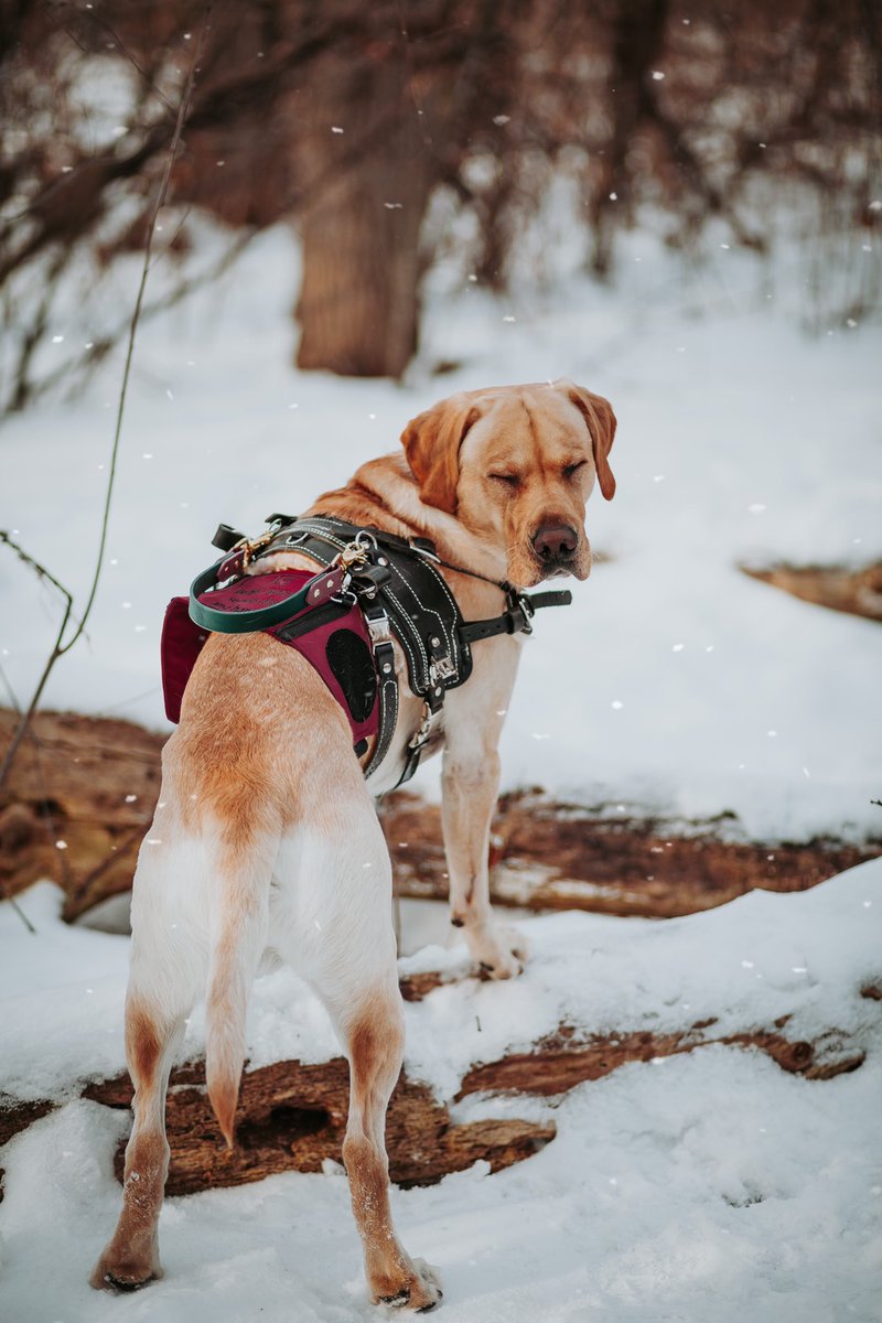 KatelynBurelle's tweet photo. I’ll let you in on a secret… if you keep your eyes closed Monday doesn’t come 🤫
#DogTwitter #dogtwittercommunity #twitterdogs #twitterdogcommunity #servicedog https://t.co/QlpIpLfXa9