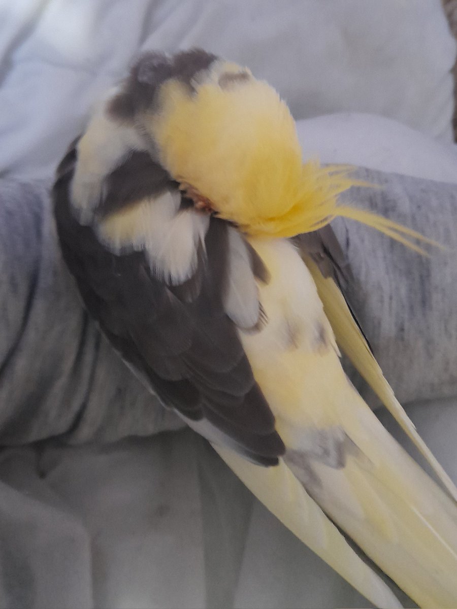 The bird life isn't easy, darling.