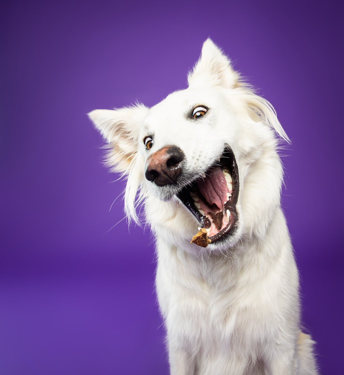 The face when you finally join Twitter

#twitterdogcommunity 
#dogsoftwitter #twitterdog