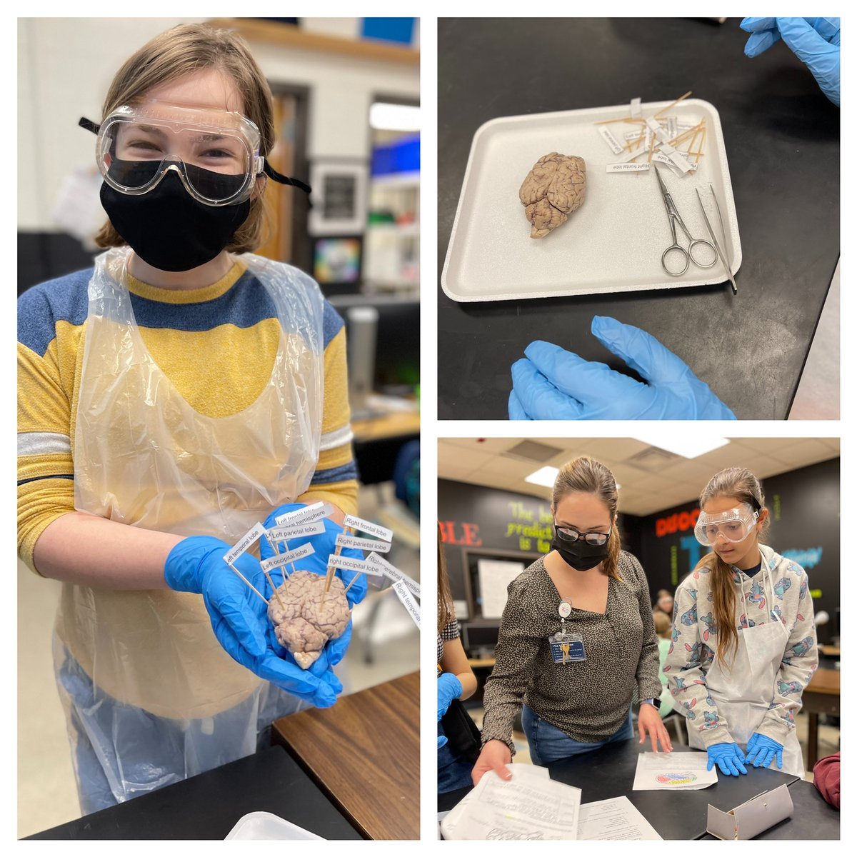 MaryHadley8's tweet photo. Raider Nation has some upcoming brain surgeons in the house today! We #CelebrateMonday for Mrs. Arner Polak and this hands on experience! #sheepbraindissection #TrendThePositive #BISDShines #WeAreBirdvilleISD #BISDCTE https://t.co/CcYEJHRx8O