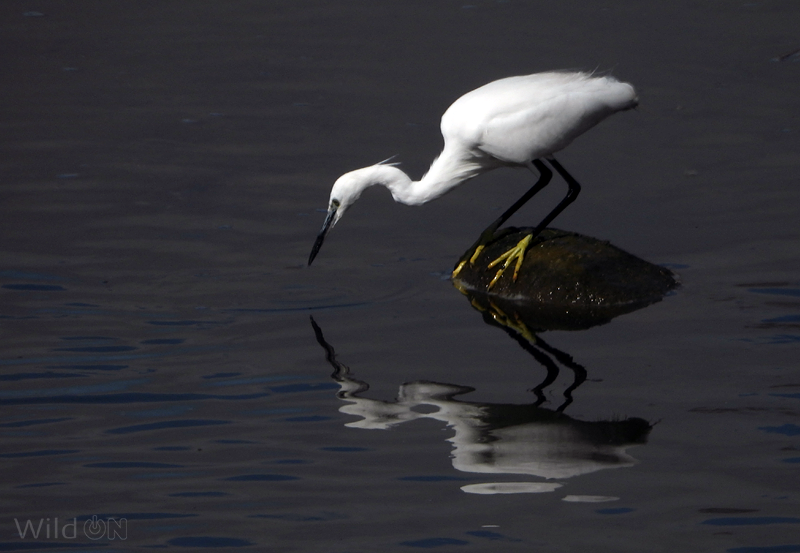 WildOnNatura's tweet photo. Algunas garzas, como la garceta común /Egretta garzetta/, tienen los dedos de un llamativo color amarillo. Los agitan a menudo cuando caminan dentro del agua en busca de presas, por lo que podrían servir para atraer pequeños peces. También se colorean más en época de cría. #birds https://t.co/Vg4xwJ3zr2