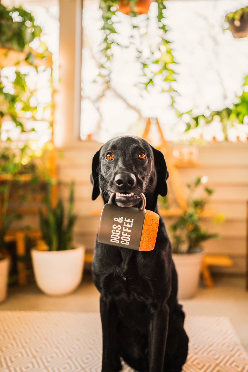 dogs and coffee are always required on Mondays #mondaythoughts <a href="/GroundsandHoun1/">Grounds & Hounds Coffee Co.</a>