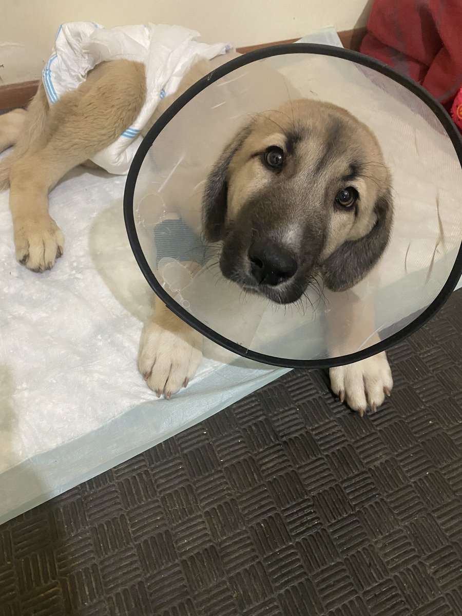 Köpek için ilan açmam kolay kolay ama bu 5. Parvo vakamız son 1 ayda! Bu çocuğun omuriliği kırıktı, opere edildi, hafta da 3 kez fiziğe gidiyor hepsini karşılıyordum fakat şimdi de parvo patladı. 20₺ olsa da destek olur musunuz ? Altından kalkamıyorum. fonzip.com/varf/bagis