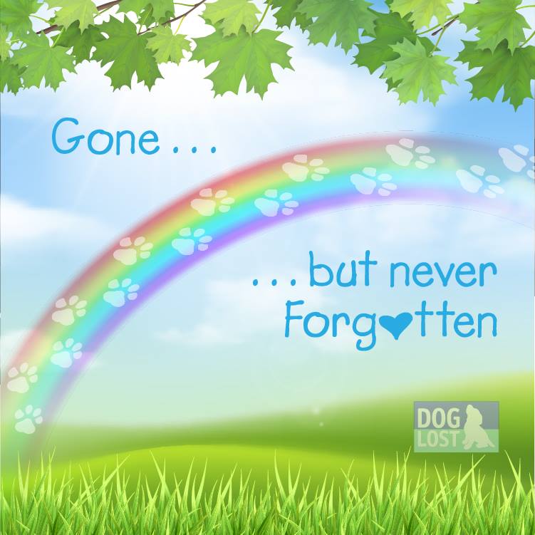 <a href="/VetsGetScanning/">MakeChipsCount to Reunite Pets</a> <a href="/SAMPAuk_/">Stolen&Missing Pets</a> <a href="/BroomGolf/">Barnham Broom Golf</a> <a href="/barnhambroom/">Barnham Broom</a> <a href="/SundaySpaniels/">Sunday Spaniels</a> <a href="/SpanielAidUK/">Spaniel Aid</a> <a href="/speedy23567/">henk lemmen</a> @Truffle_lakes #RainbowBridge  
Such very sad news, sadly SUE has been found and has crossed the bridge.  Our thoughts are with her family  x  doglost.co.uk/dog-blog.php?d…